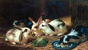 unknow artist Rabbits 116 oil on canvas